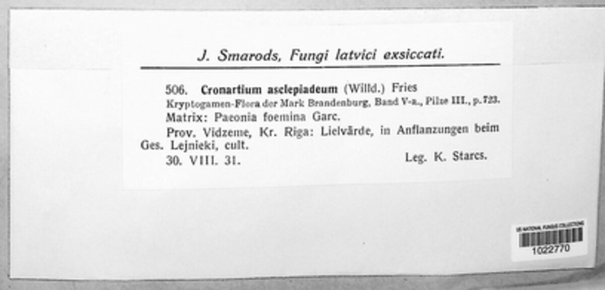 Cronartium flaccidum image